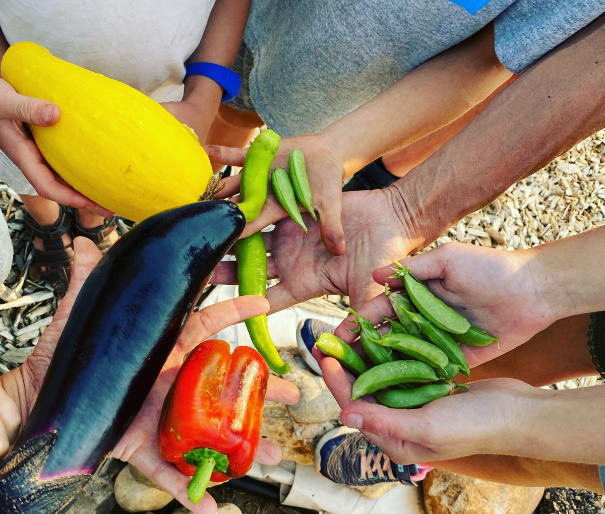 Buds and Blooms: Honey Bees